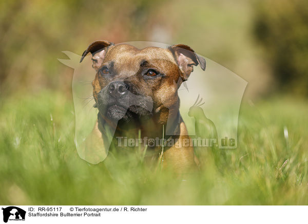 Staffordshire Bullterrier Portrait / RR-95117