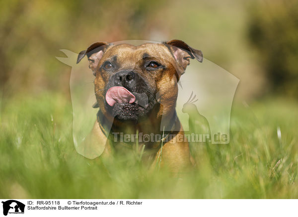 Staffordshire Bullterrier Portrait / Staffordshire Bull Terrier Portrait / RR-95118