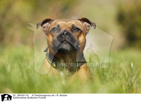Staffordshire Bullterrier Portrait / RR-95119