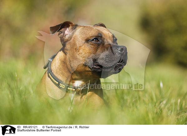 Staffordshire Bullterrier Portrait / Staffordshire Bull Terrier Portrait / RR-95121