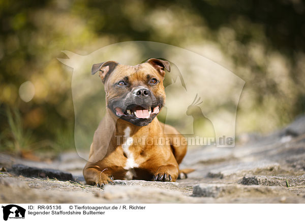 liegender Staffordshire Bullterrier / lying Staffordshire Bull Terrier / RR-95136