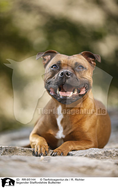 liegender Staffordshire Bullterrier / RR-95144