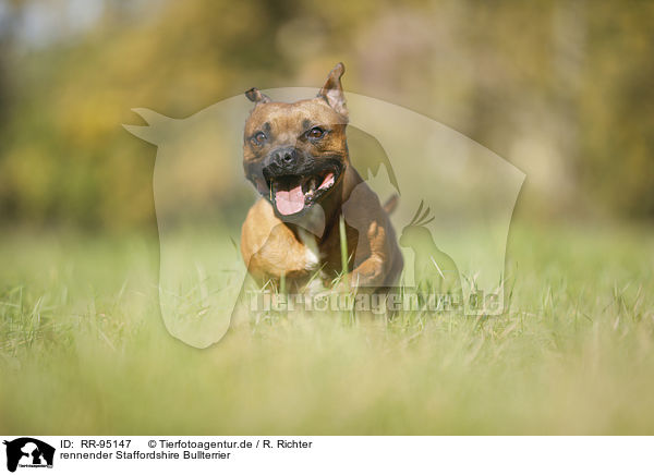 rennender Staffordshire Bullterrier / running Staffordshire Bull Terrier / RR-95147