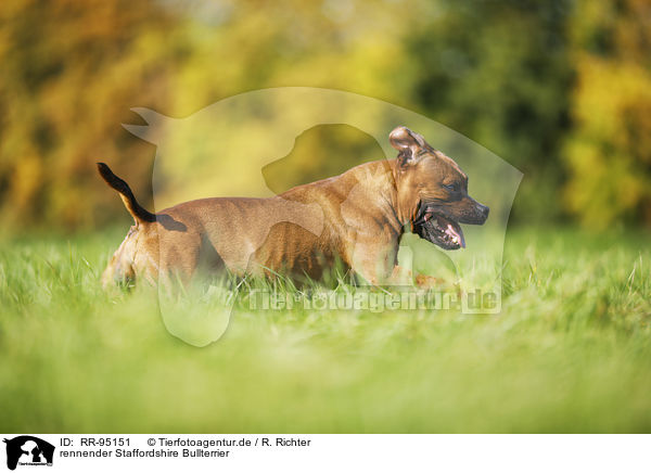 rennender Staffordshire Bullterrier / running Staffordshire Bull Terrier / RR-95151