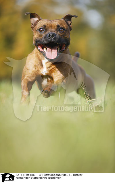 rennender Staffordshire Bullterrier / running Staffordshire Bull Terrier / RR-95156