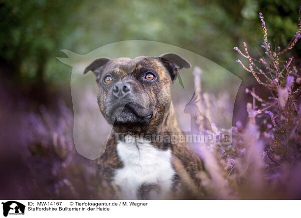 Staffordshire Bullterrier in der Heide / Staffordshire bull terrier in the heather / MW-14167