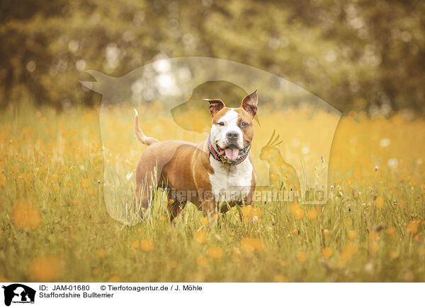 Staffordshire Bullterrier / Staffordshire Bull Terrier / JAM-01680