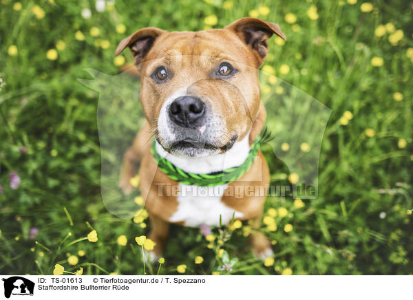 Staffordshire Bullterrier Rde / male Staffordshire Bull Terrier / TS-01613