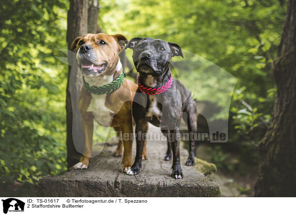 2 Staffordshire Bullterrier / 2 Staffordshire Bull Terrier / TS-01617