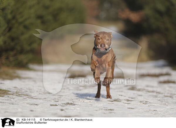 Staffordshire Bullterrier / Staffordshire Bull Terrier / KB-14115