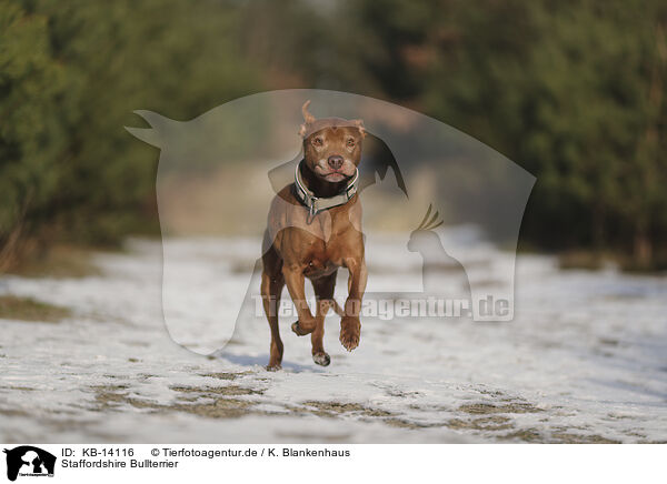 Staffordshire Bullterrier / Staffordshire Bull Terrier / KB-14116