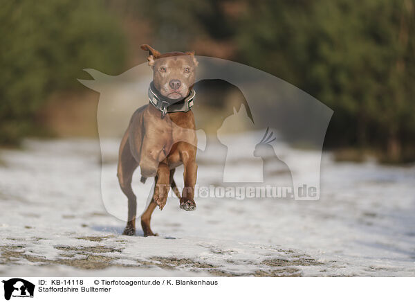 Staffordshire Bullterrier / Staffordshire Bull Terrier / KB-14118