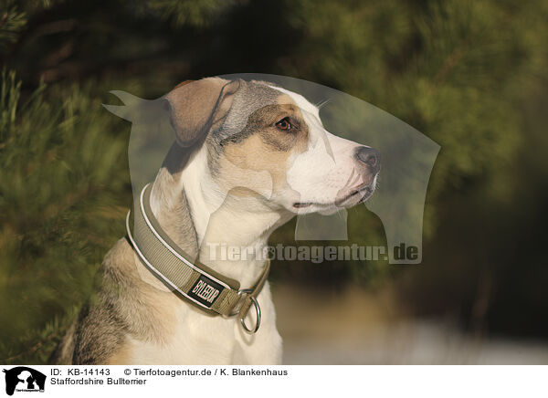 Staffordshire Bullterrier / Staffordshire Bull Terrier / KB-14143