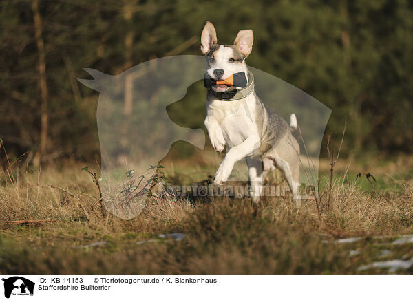 Staffordshire Bullterrier / Staffordshire Bull Terrier / KB-14153