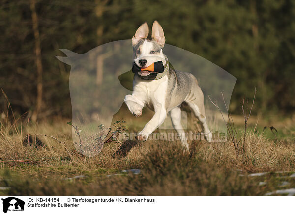 Staffordshire Bullterrier / Staffordshire Bull Terrier / KB-14154