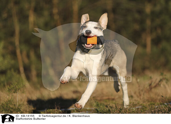 Staffordshire Bullterrier / Staffordshire Bull Terrier / KB-14155