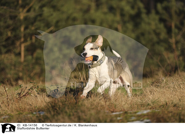 Staffordshire Bullterrier / Staffordshire Bull Terrier / KB-14156