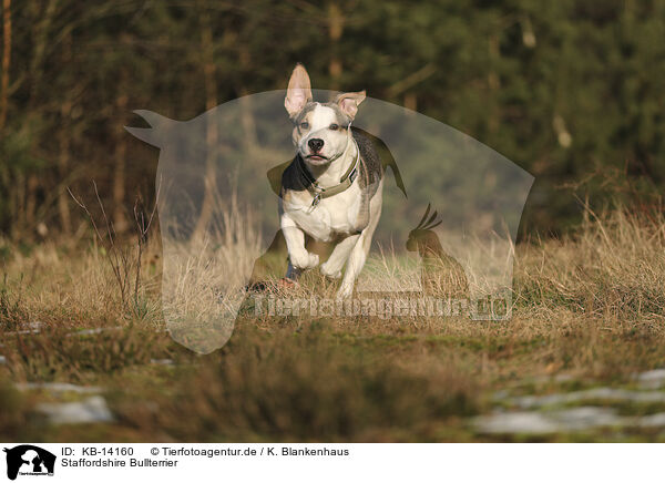 Staffordshire Bullterrier / Staffordshire Bull Terrier / KB-14160