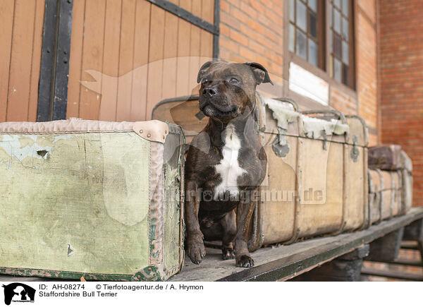 Staffordshire Bull Terrier / Staffordshire Bull Terrier / AH-08274