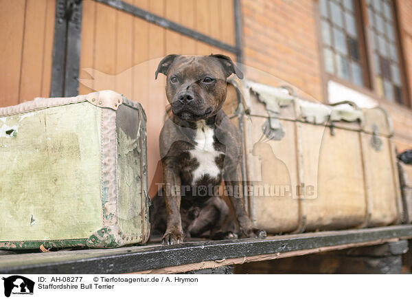 Staffordshire Bull Terrier / Staffordshire Bull Terrier / AH-08277