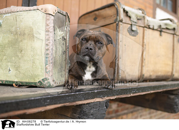 Staffordshire Bull Terrier / Staffordshire Bull Terrier / AH-08278