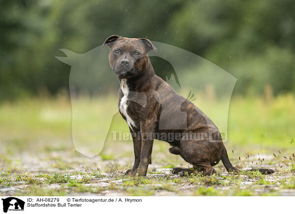 Staffordshire Bull Terrier / Staffordshire Bull Terrier / AH-08279