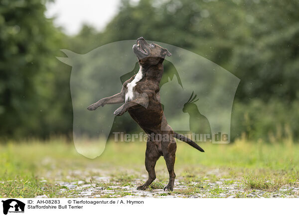 Staffordshire Bull Terrier / Staffordshire Bull Terrier / AH-08283