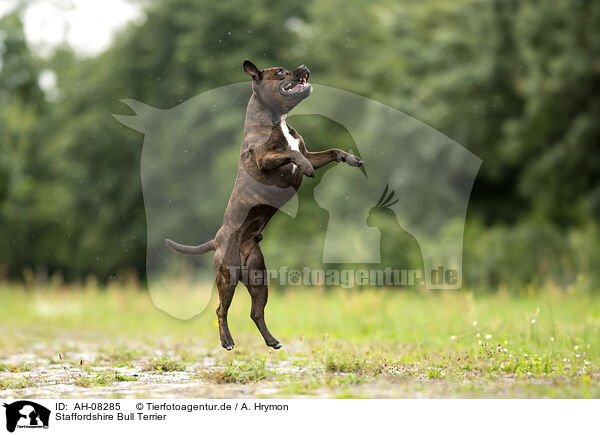 Staffordshire Bull Terrier / Staffordshire Bull Terrier / AH-08285