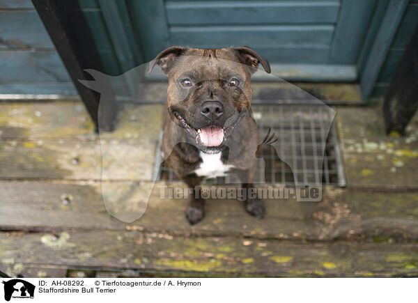 Staffordshire Bull Terrier / Staffordshire Bull Terrier / AH-08292