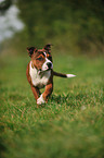 Staffordshire Bull Terrier