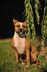 Staffordshire Bull Terrier