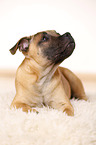 liegender Staffordshire Bullterrier