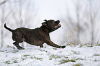 rennender Staffordshire Bullterrier