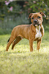 junger Staffordshire Bullterrier