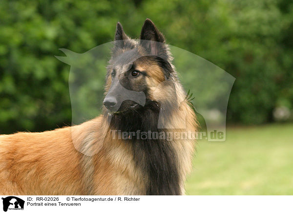 Portrait eines Tervueren / Tervuren Portrait / RR-02026