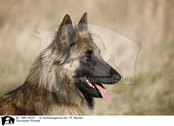 Tervueren Portrait / Tervuren Portrait / RR-10557