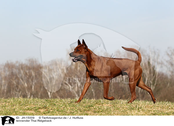 rennender Thai Ridgeback / running Thai Ridgeback Dog / JH-15009