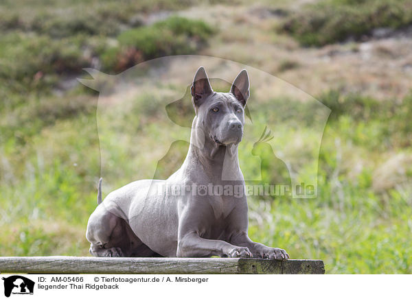 liegender Thai Ridgeback / lying Thai Ridgeback / AM-05466