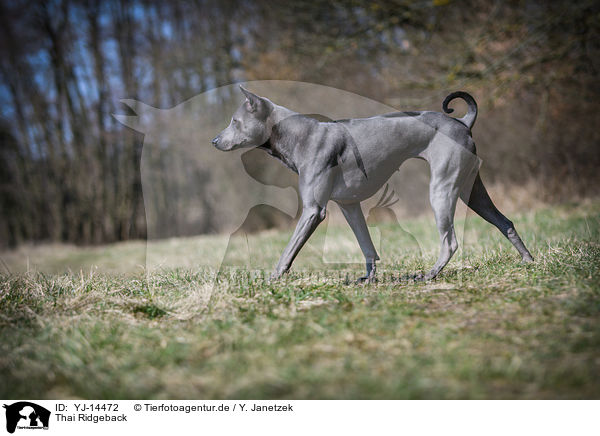 Thai Ridgeback / Thai Ridgeback / YJ-14472