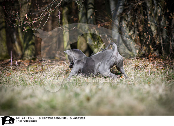 Thai Ridgeback / Thai Ridgeback / YJ-14478