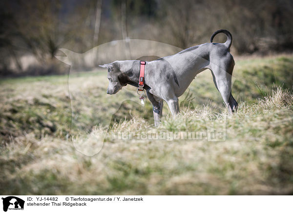 stehender Thai Ridgeback / standing Thai Ridgeback / YJ-14482