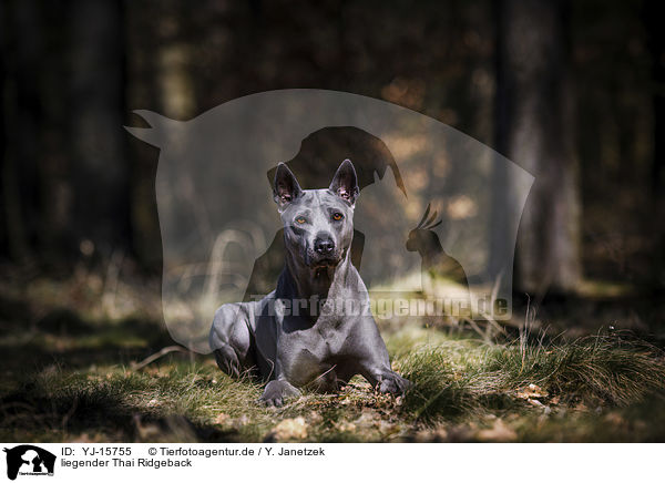 liegender Thai Ridgeback / lying Thai Ridgeback / YJ-15755