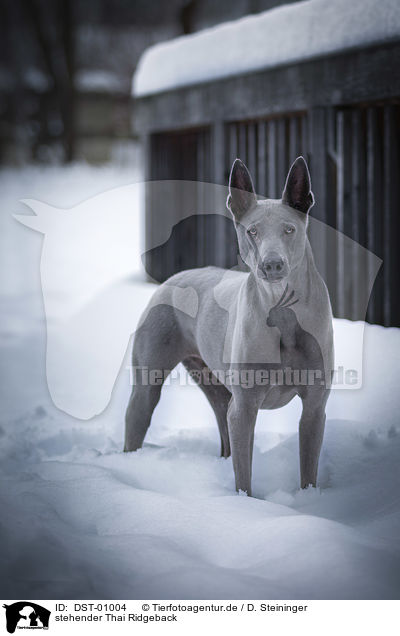 stehender Thai Ridgeback / standing Thai Ridgeback / DST-01004