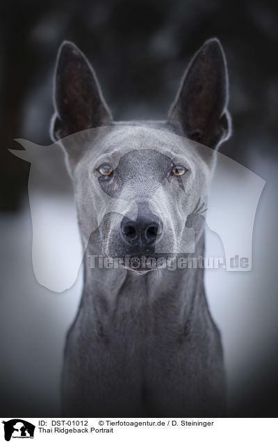 Thai Ridgeback Portrait / Thai Ridgeback portrait / DST-01012