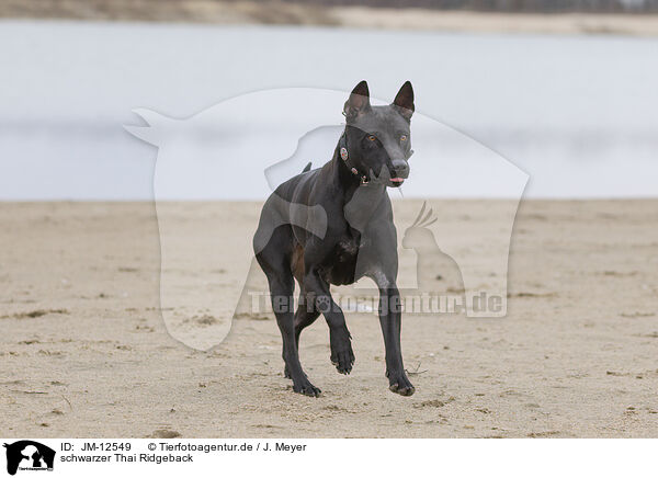 schwarzer Thai Ridgeback / JM-12549