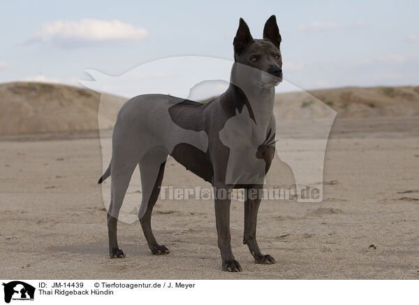 Thai Ridgeback Hndin / JM-14439