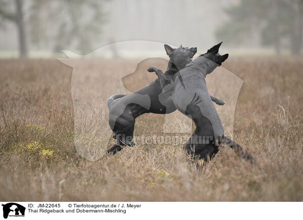 Thai Ridgeback und Dobermann-Mischling / Thai Ridgeback and Doberman-Pinnscher-Mongrel / JM-22645