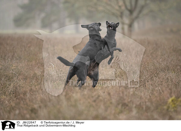 Thai Ridgeback und Dobermann-Mischling / Thai Ridgeback and Doberman-Pinnscher-Mongrel / JM-22647