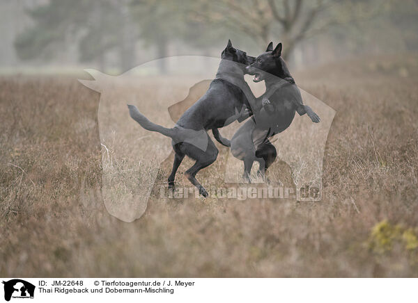 Thai Ridgeback und Dobermann-Mischling / Thai Ridgeback and Doberman-Pinnscher-Mongrel / JM-22648