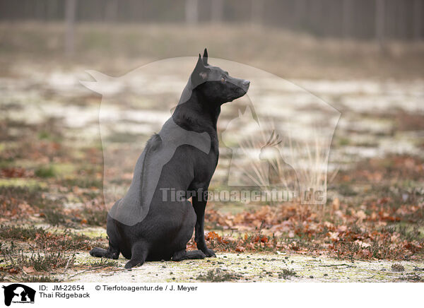 Thai Ridgeback / Thai Ridgeback / JM-22654